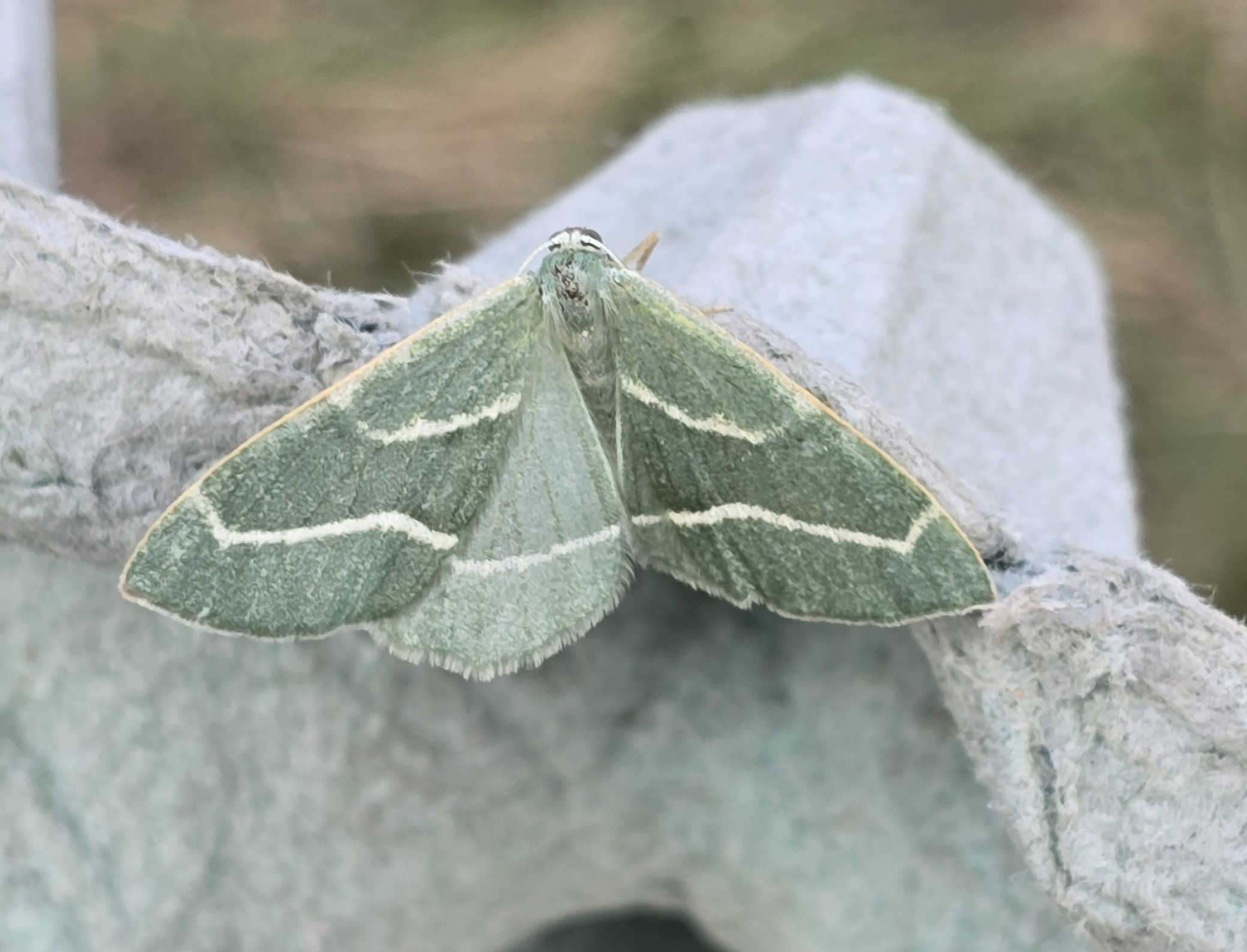 Photo of Barred Red (Hylaea fasciaria)